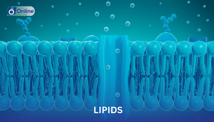 Lesson 18: Lipids